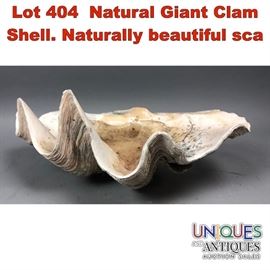 Lot 404 Natural Giant Clam Shell. Naturally beautiful sca