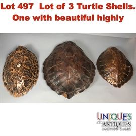 Lot 497 Lot of 3 Turtle Shells. One with beautiful highly
