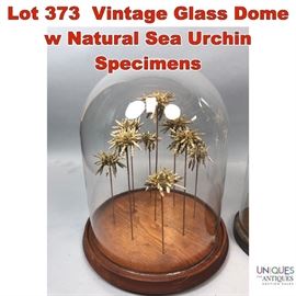 Lot 373 Vintage Glass Dome w Natural Sea Urchin Specimens