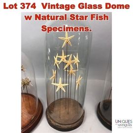 Lot 374 Vintage Glass Dome w Natural Star Fish Specimens.