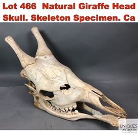 Lot 466 Natural Giraffe Head Skull. Skeleton Specimen. Ca