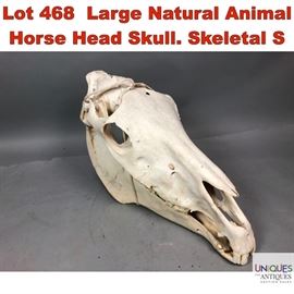 Lot 468 Large Natural Animal Horse Head Skull. Skeletal S