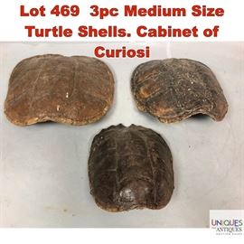 Lot 469 3pc Medium Size Turtle Shells. Cabinet of Curiosi