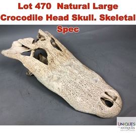 Lot 470 Natural Large Crocodile Head Skull. Skeletal Spec