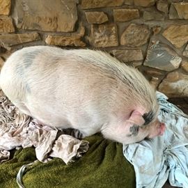 Wilbur the pig, weights 200 lbs. and is a family pig. He loves to play and follow you around the property. Wilbur needs a good home to someone that will keep him, not eat him!!!  