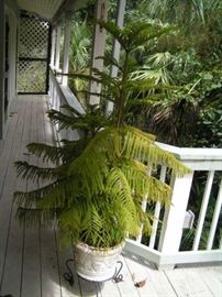 nice healthy tree in large pot