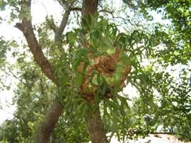 3 foot wide STAGHORN fern
