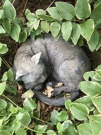 Sleeping kitty