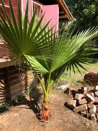 Palm Tree