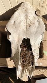 Skull