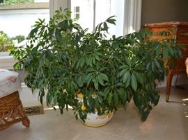 Schefflera plant in Italian planter