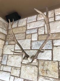 Huge Caribou Antlers