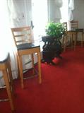 We have 5 of these fabulous stools.
