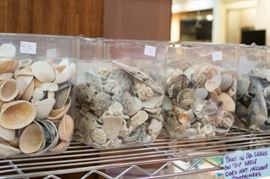 large seashell collection