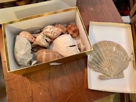 Vast collection of shells and minerals