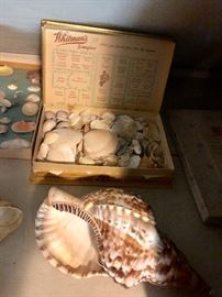 Shell collection