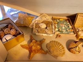 Shell collection