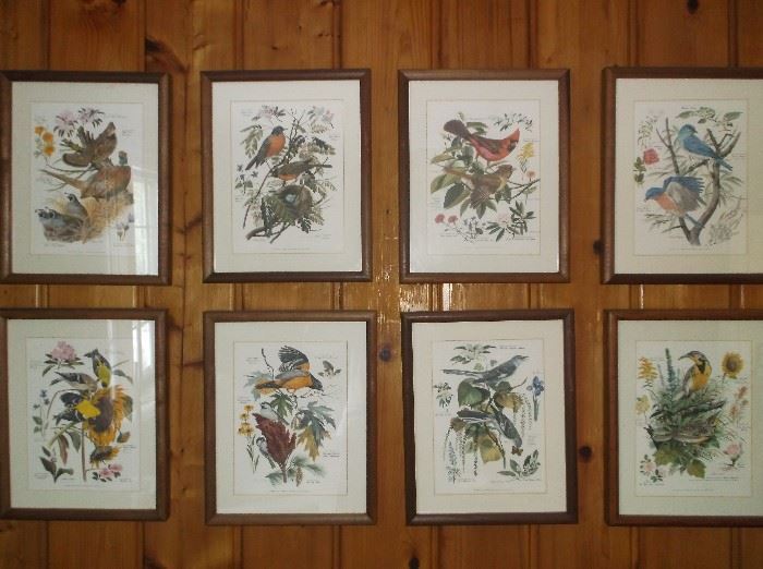 Eight framed bird prints