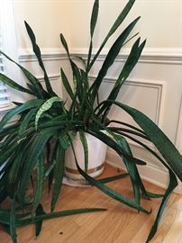 Huge, hardy snake plant