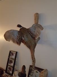 PHEASANTS WATERFOWL MOUNTS