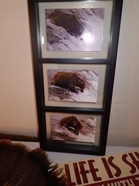WILDLIFE PICTURES