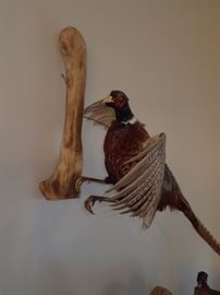 MOUNT PHEASANTS