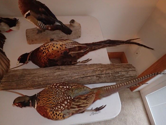 DUAL PHEASANTS MOUNT