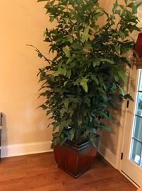 #10 Tall Silk Tree in Pottery Heavy Vase - Vase 20sqx21 $50.00
