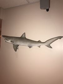 REAL SHARK TAXIDERMY