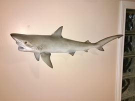 REAL SHARK TAXIDERMY