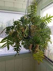 Staghorn Fern