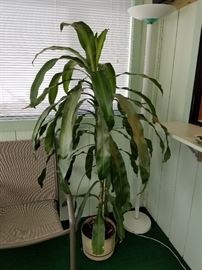 Corn Plant