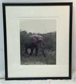 Elephant Original Photograph Framed WN7059 14.5" W X 16.5" T https://www.ebay.com/itm/113298744739