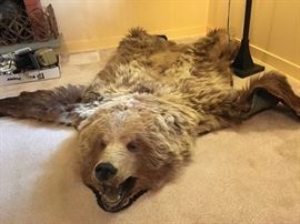 1960's Alaskan Brown bear -Jonas Bros taxidermy