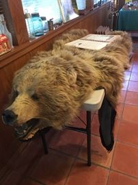 Bear skin rug