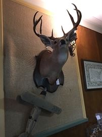Taxidermy & various mounts
