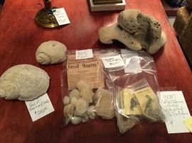 HILL COUNTRY FOSSILS