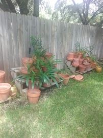 Pots and some plants