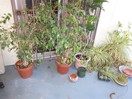 Various plants and trees