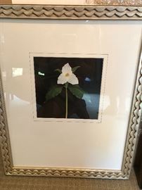 framed botanical print