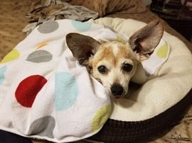 Miss Peanut is not for sale! She'll kiss you for free!