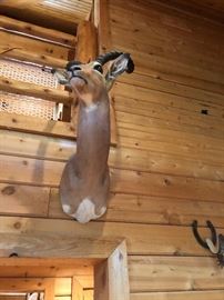 African Impala