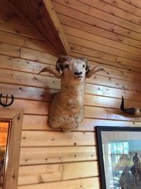 African Mountain Sheep