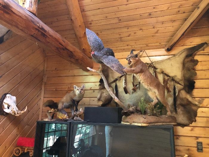 Caracal combined Bird Trophy