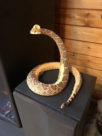 Rattle Snake