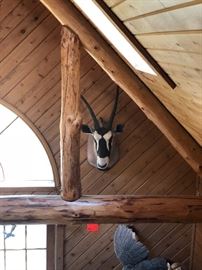 Gemsbuck