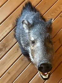Wild Hog