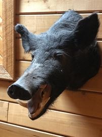 Wild Hog