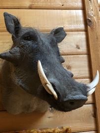 Warthog