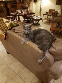 Adorable cat not for sale.